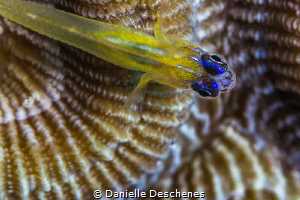 Protecting his home by Danielle Deschenes 